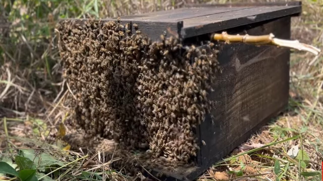 Captura de Abelhas apis no TOCO DE CERCA