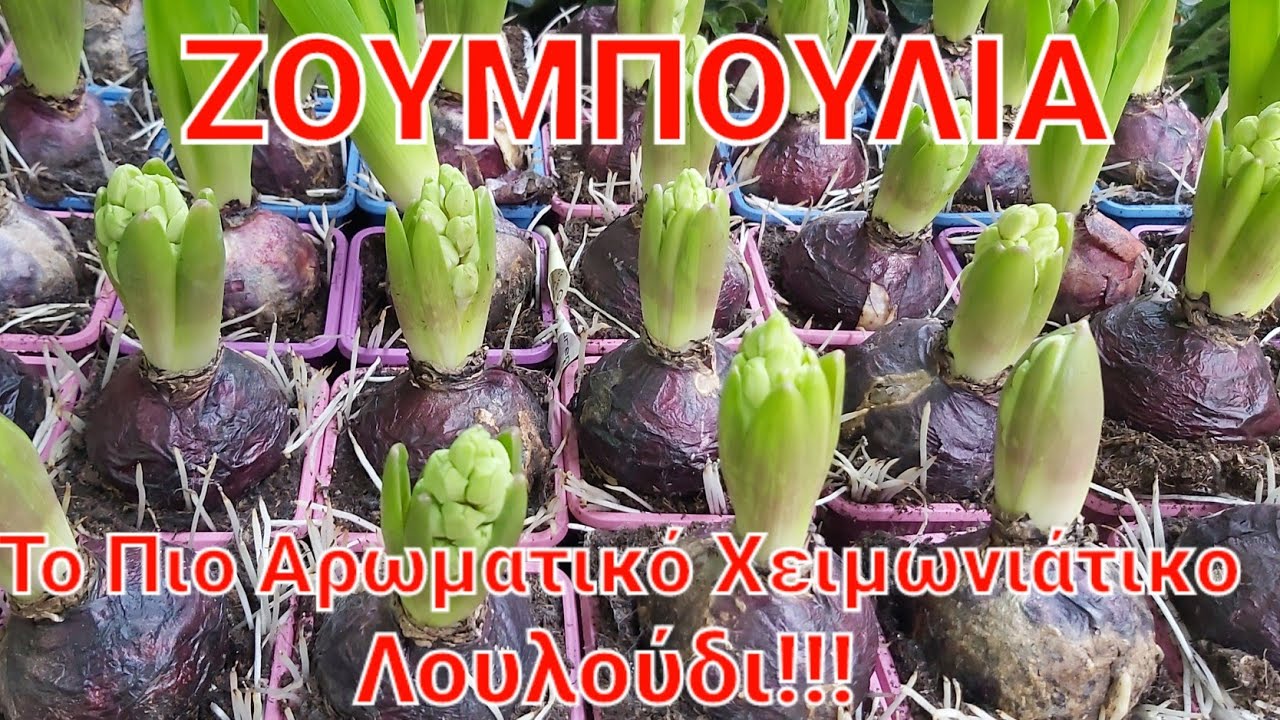 Υάκινθος ή Ζουμπούλια | Πότε, Που Και Πως Φυτεύονται Οι Υάκινθοι | Επίσης Τρόπος Υδροκαλλιέργειας!!!