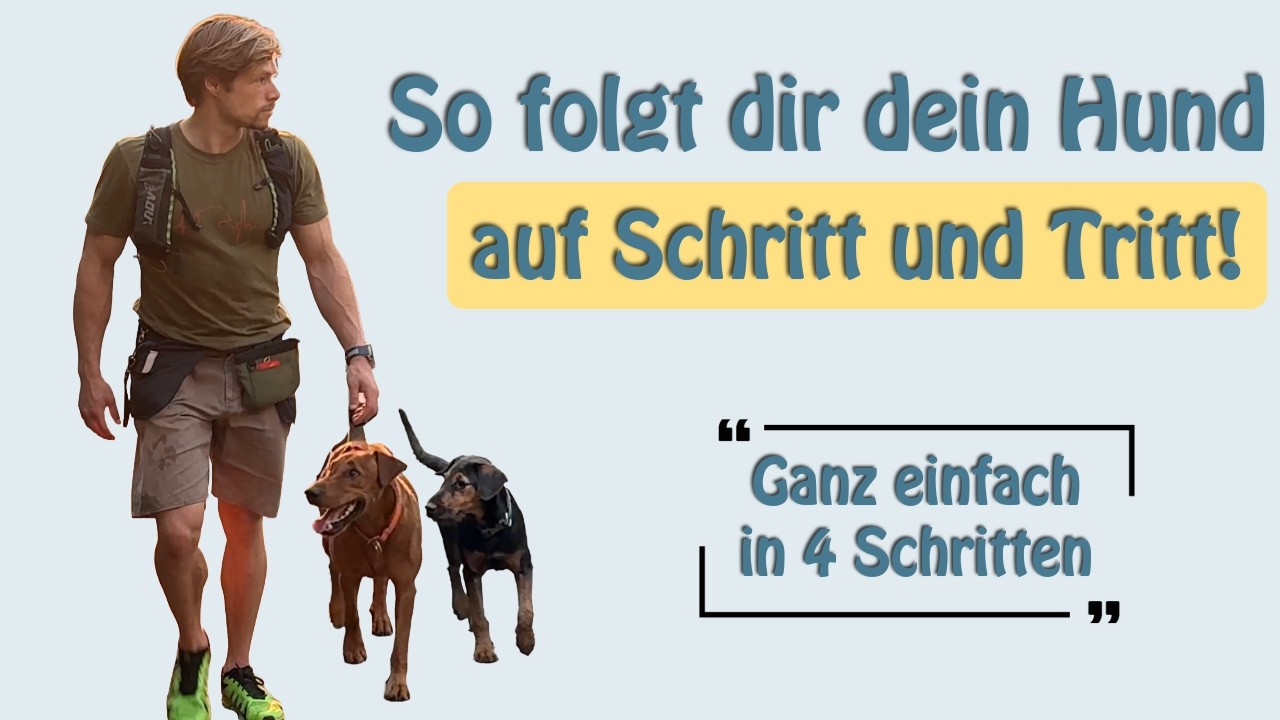 Freifolge leicht gemacht: 4 Schritte und dein Hund bleibt immer bei dir, mit oder ohne Leine!