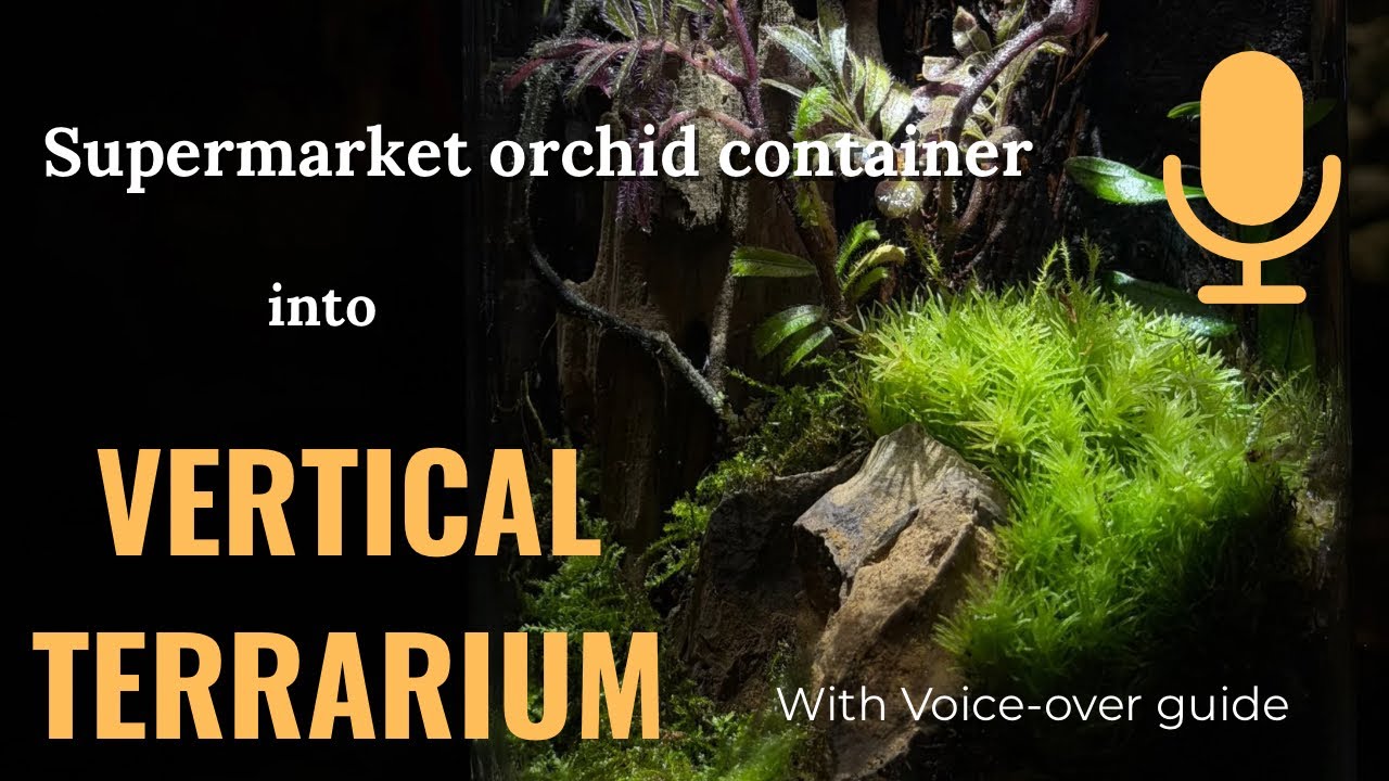I turned a supermarket orchid container into a vertical terrarium. / With voice over guide 
