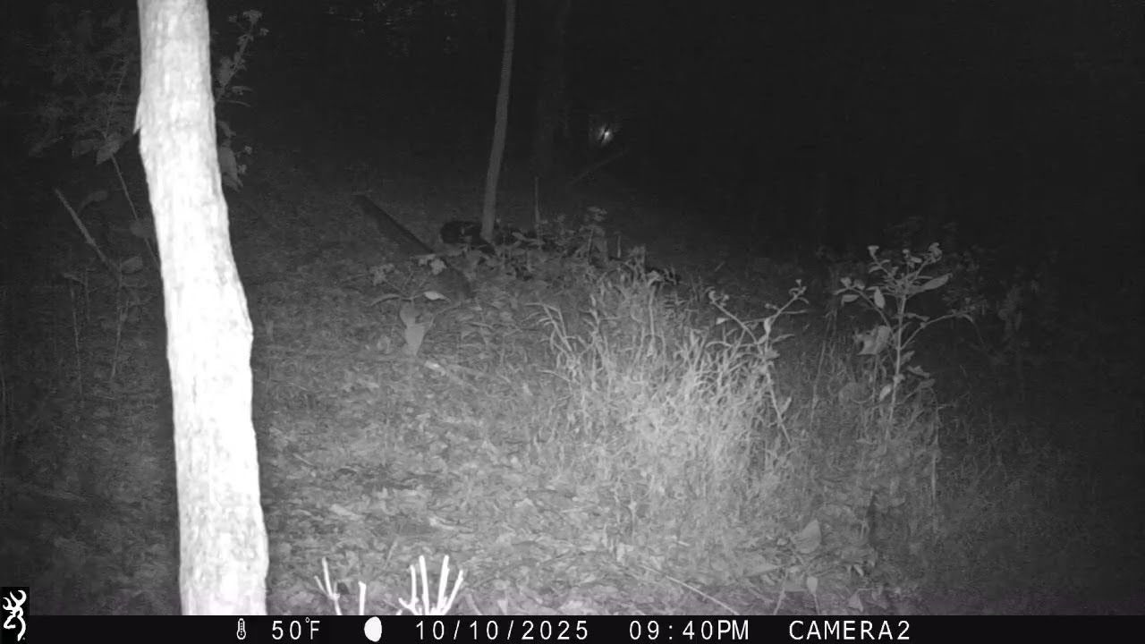 flyingsquirrel18