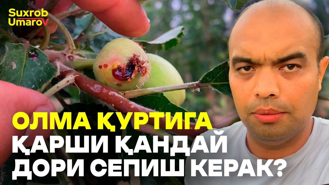 Олма Қуртига Қарши Курашишни Ва Аниқлашни Ўрганамиз!