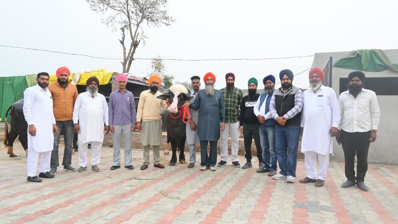 ਨੀਲੀ ਰਾਵੀ ਝੋਟਾ 