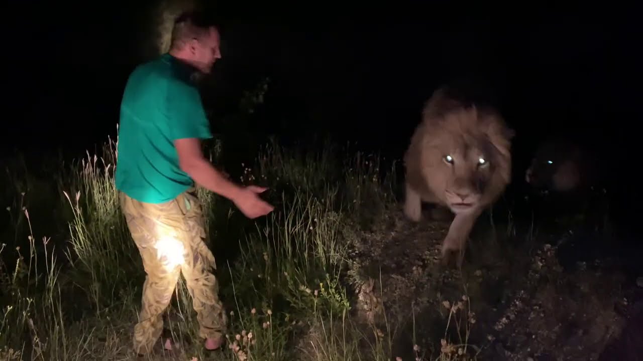 Ночное КОРМЛЕНИЕ ЛЬВОВ !