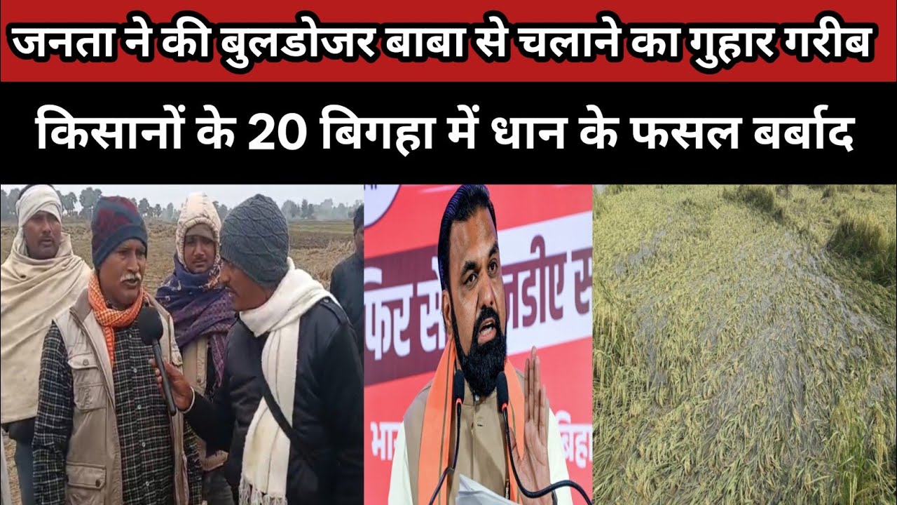 The public appealed to Baba to use the bulldozer; 20 bighas of paddy crop belonging to poor farmers 