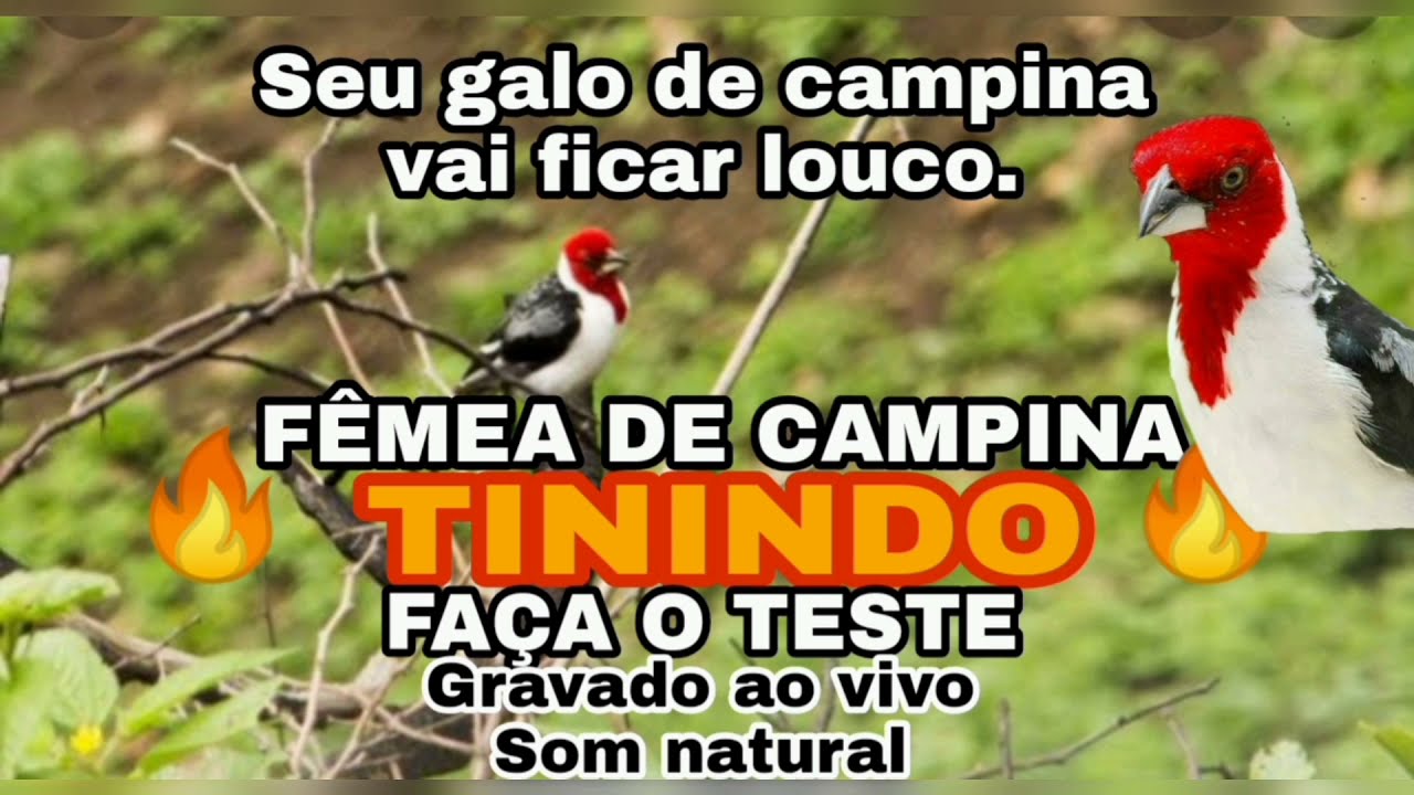 F&Ecirc;MEA DE CAMPINA TININDO - FA&Ccedil;A O TESTE E VEJA O RESULTADO🔥🔥🔥
