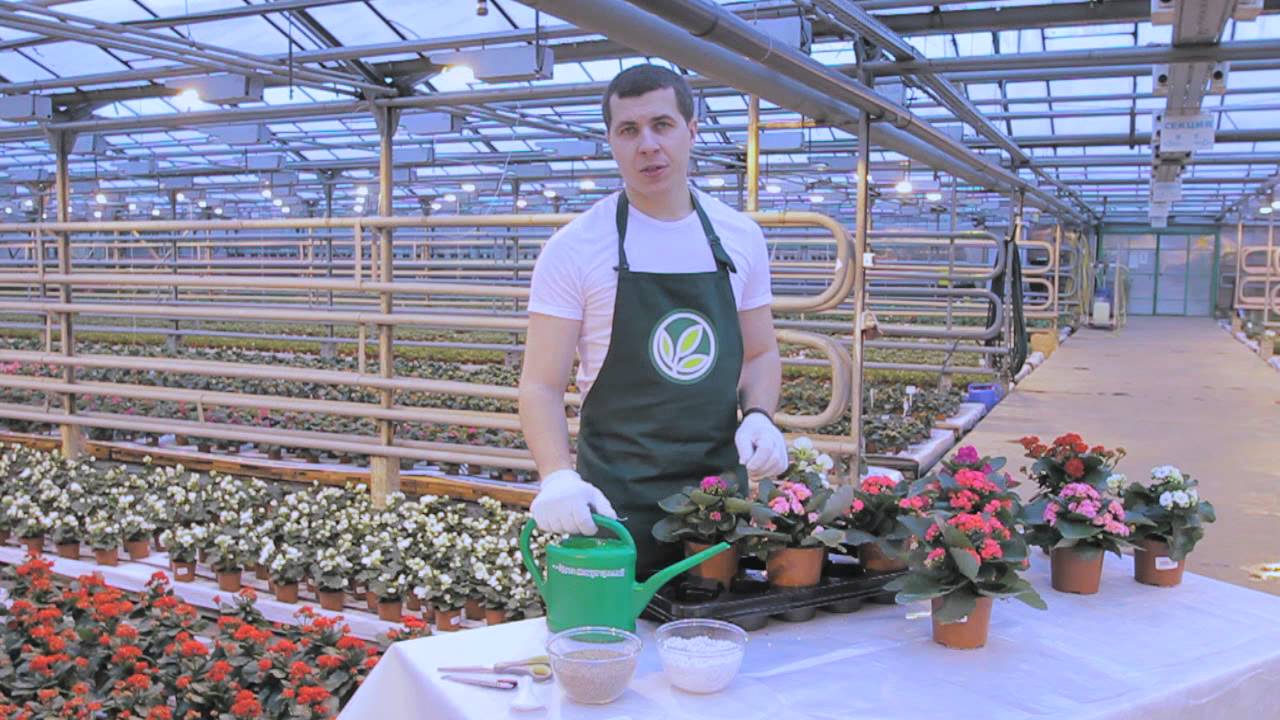 Правильный уход за цветущим Каланхоэ