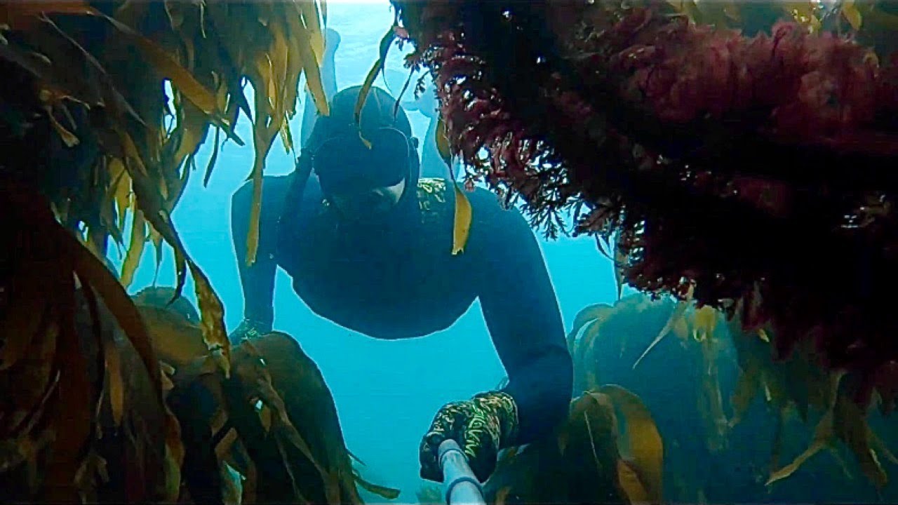 Snorkeling and freediving in Aberdeen north Scotland