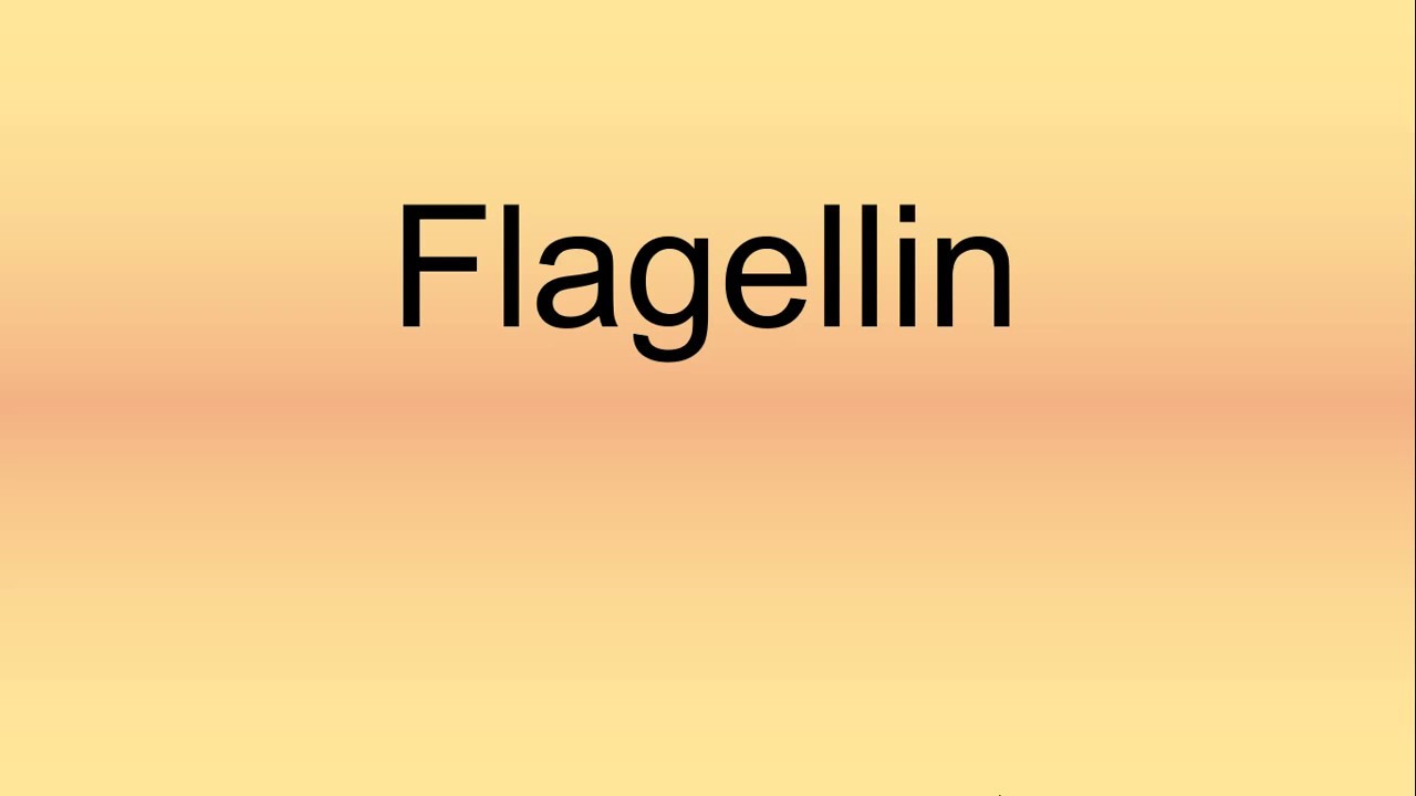 Flagellin