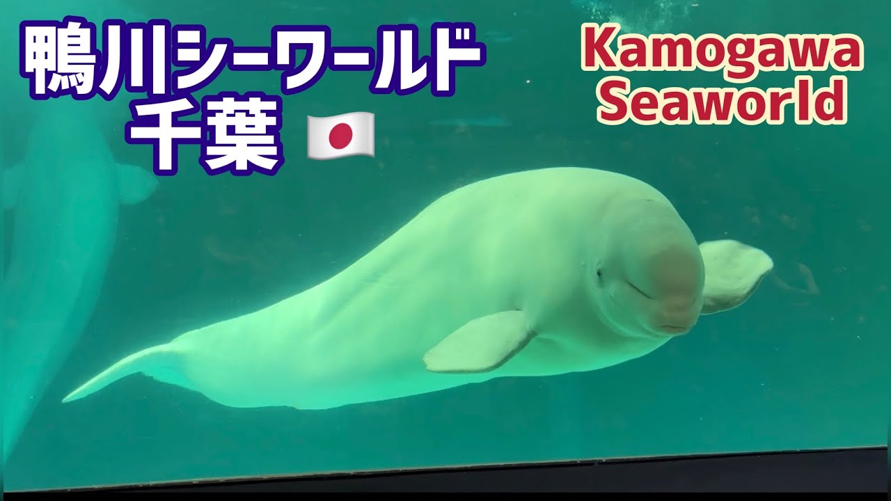 Road trip to Kamogawa Seaworld & Beluga Whale Watching #beluga