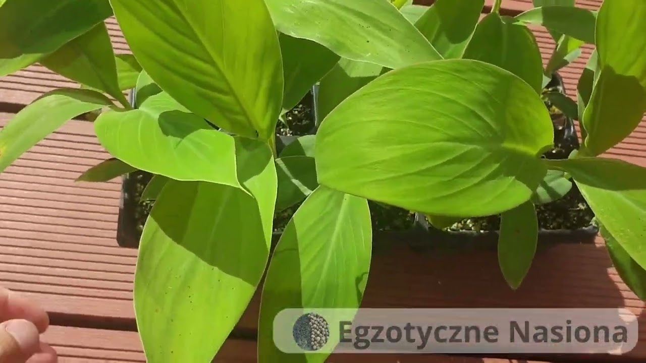 BANANOWCE po 3 miesiącach -  - Musa balbisiana, Ensete Ventricosum, Musa Acuminata - wysiew nasion