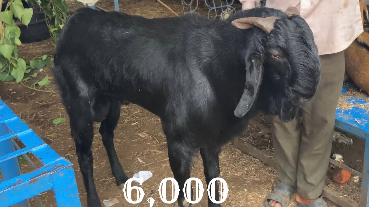 🐏Bakra mandi #hyderabad cheapest mandi ziyaguda
