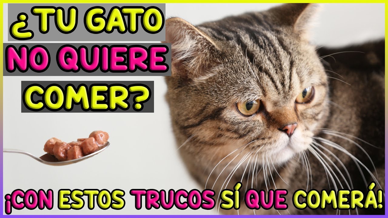 &iquest;C&Oacute;MO ALIMENTAR UN GATO ENFERMO Y CONSEGUIR QUE COMA? - SiamCatChannel