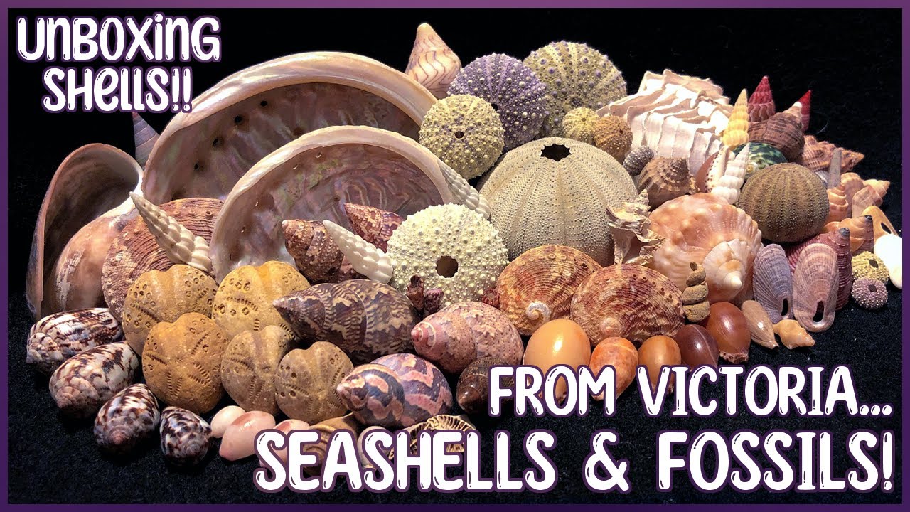 Let's Unbox Seashells from Victoria! | Australian Shell & Fossil Swap!  #unboxing #shells