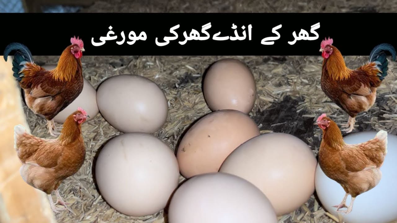 Dasi murgiaa dasi anda 🥚//gar ka anda gar ki murgiaa #viral #mycuteanimls #fyp #trending 