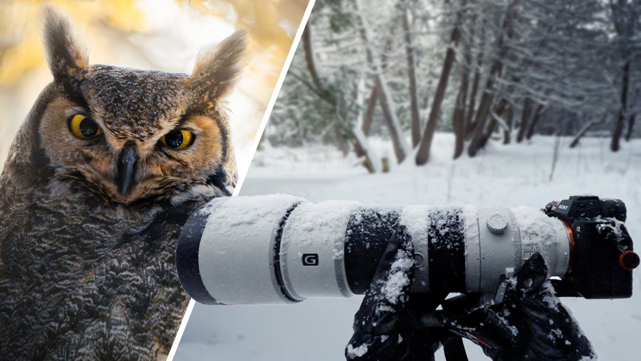 I Spent Months Trying to Find This Owl (Here’s What Happened)