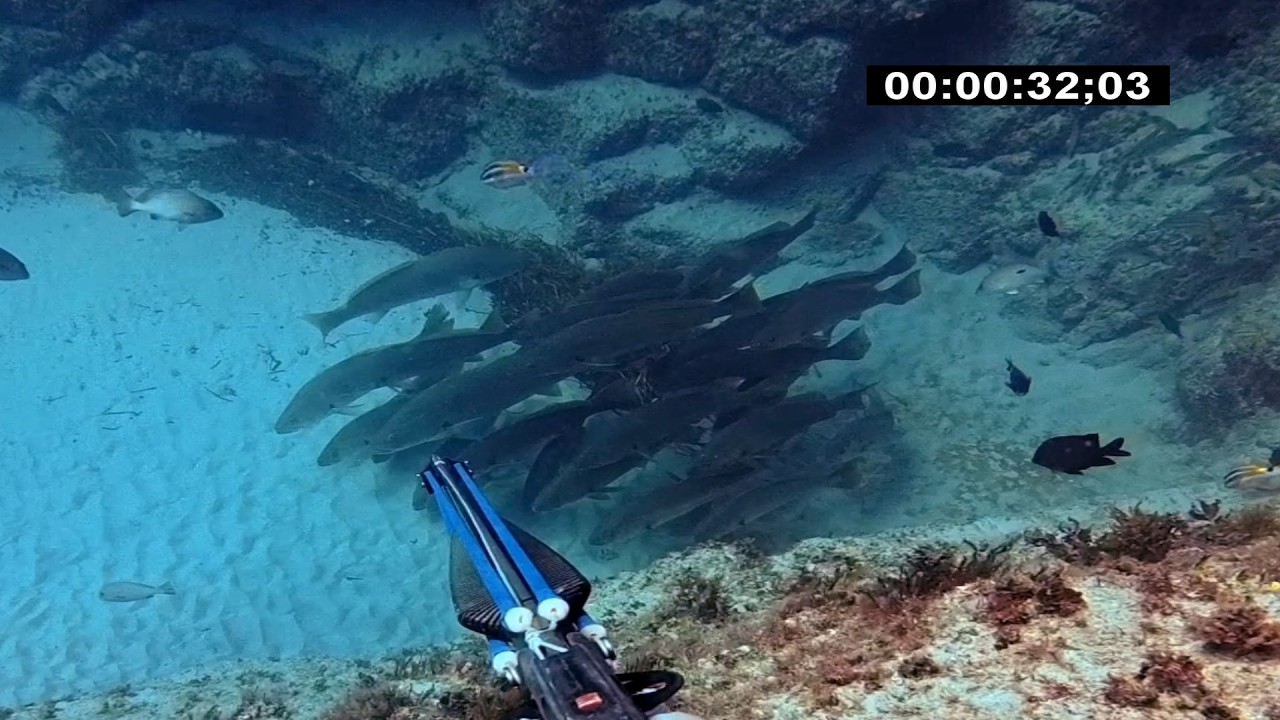 pesca un doblete de corvinas y de serviolas con Herbert Fiedler