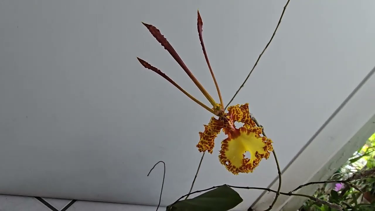 Psychopsis krameriana. Floracion Octubre 2025.