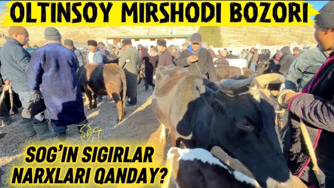 CHORVA BOZORDAGI NARXLAR MIRSHODI SHANBA BOZORI 10.01.2026y