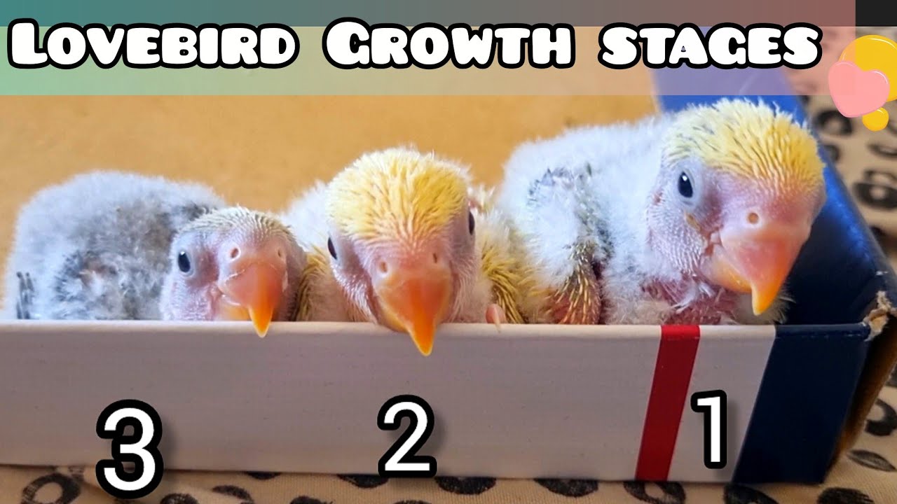 African Lovebird Babies Growth Stages From Day 1 to 2 Months #lovebirds #babies #growthstages 