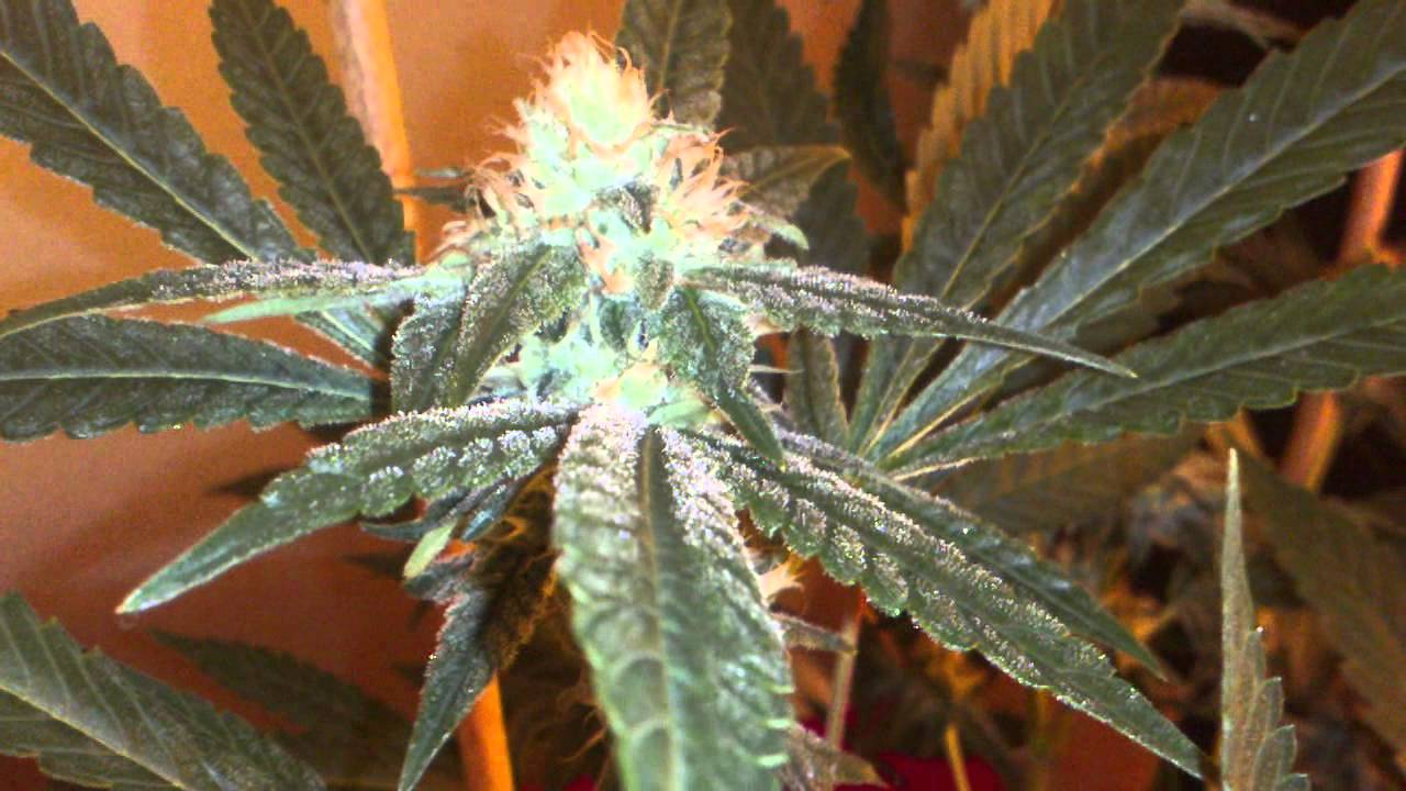 sour alien 4weeks into flowering OMMP GROW