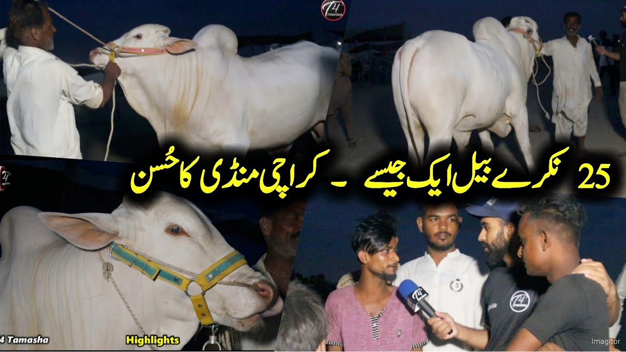 25 Dangerous nukkry bail in Karachi cow mandi - Karachi boys ka Pindi boys ko jawab | qurbani 2023