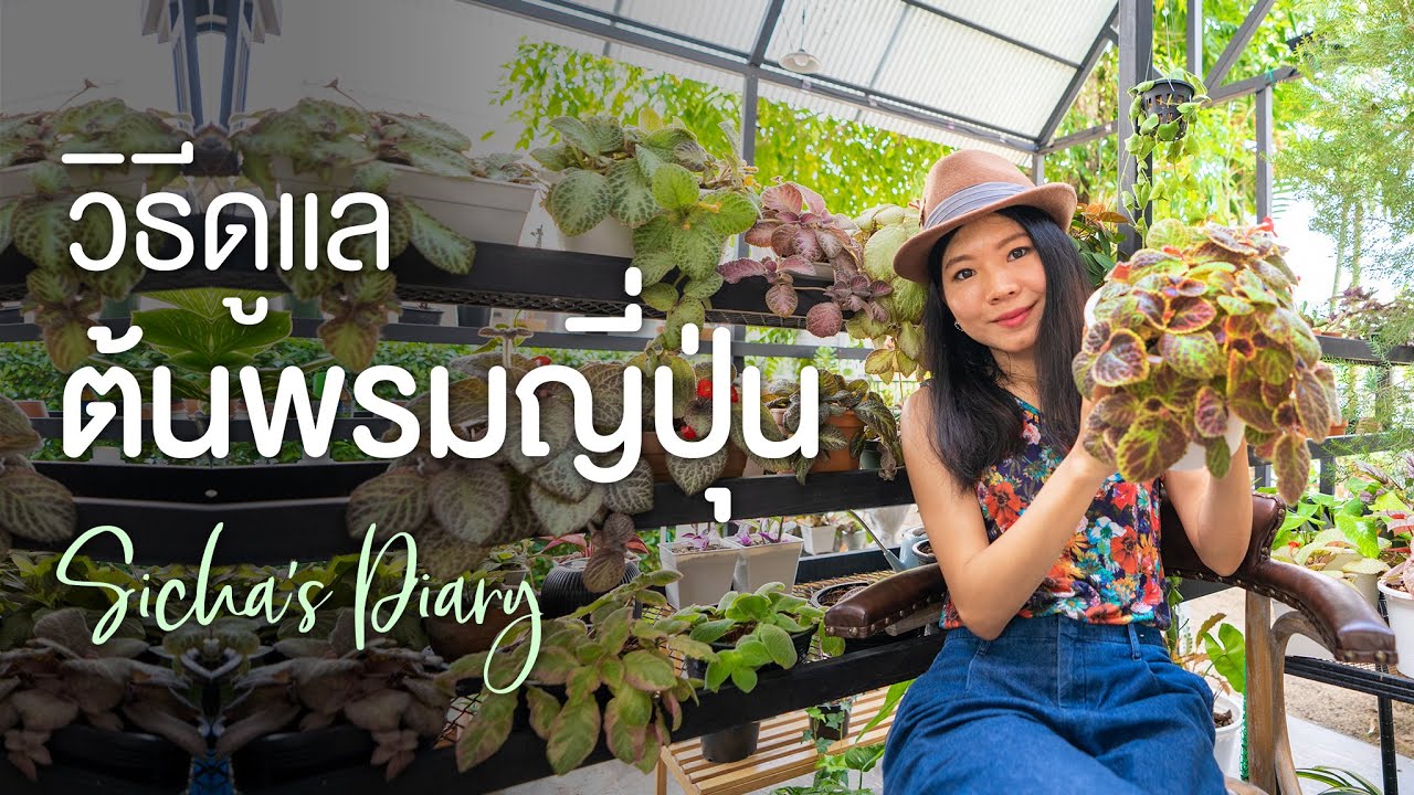 วิธีดูแล ต้นพรมญี่ปุ่น พรมกำมะหยี่ #ไม้ร่มรำไร #สวนหน้าบ้าน
