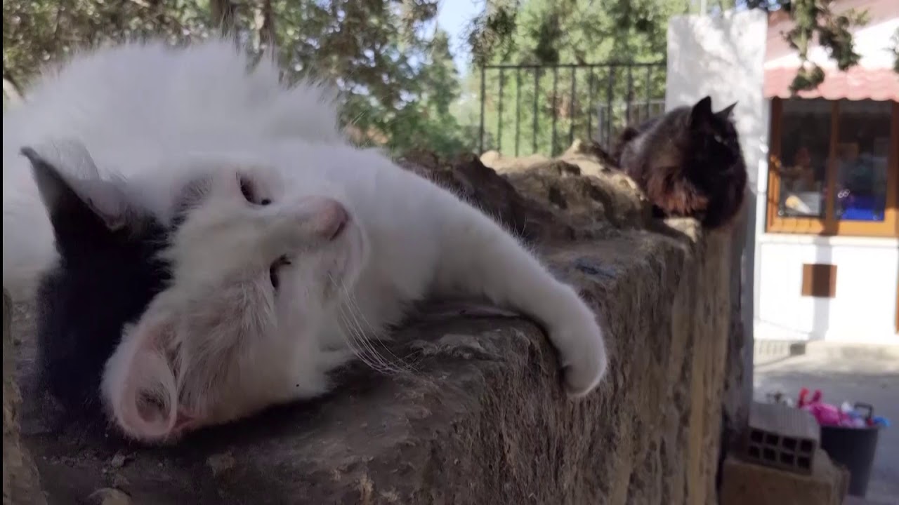 Cats of Cyprus 'bored' during coronavirus lockdown