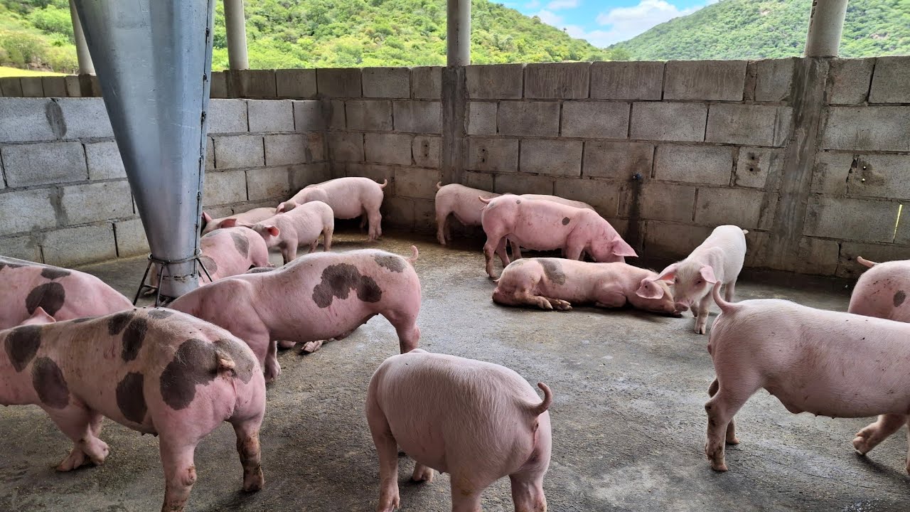 nosso galpão já está com 70 animais, quase lotado