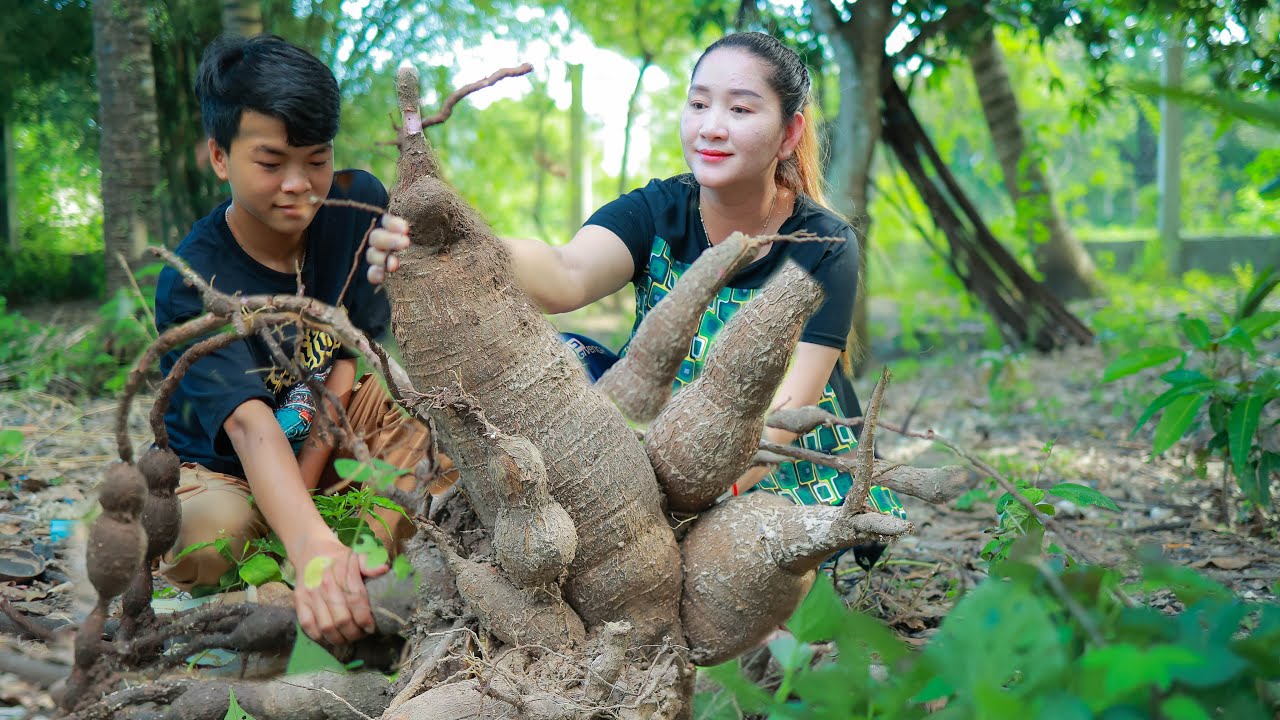 Just go back yard, Dig Cassava then Cook Sweet and Cassava Cake | Cassava Cake