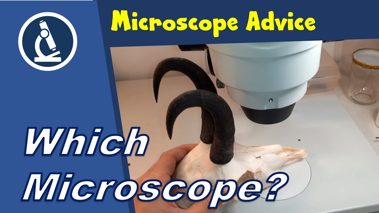 🔬 Как купить микроскоп.