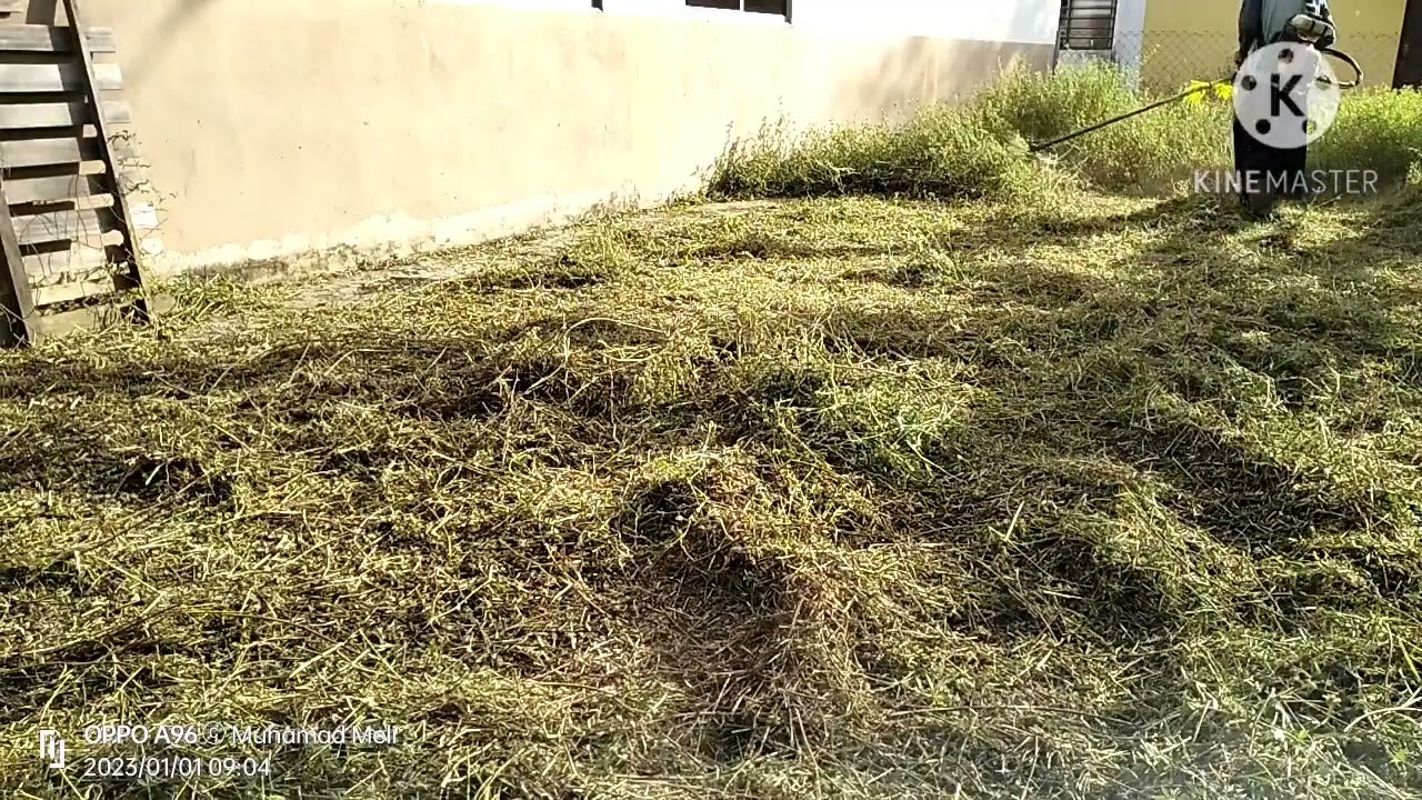 Rumput setahun baru di mesin begini keadaannya.. sangkut² mata mesin kerana akar rumputnya banyak 💪😀
