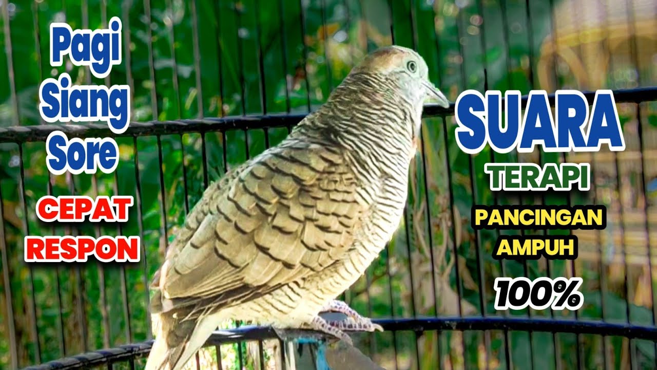 Perkutut lokal gacor Untuk pancingan agar Perkutut Cepat Bunyi suara Irama Lokal