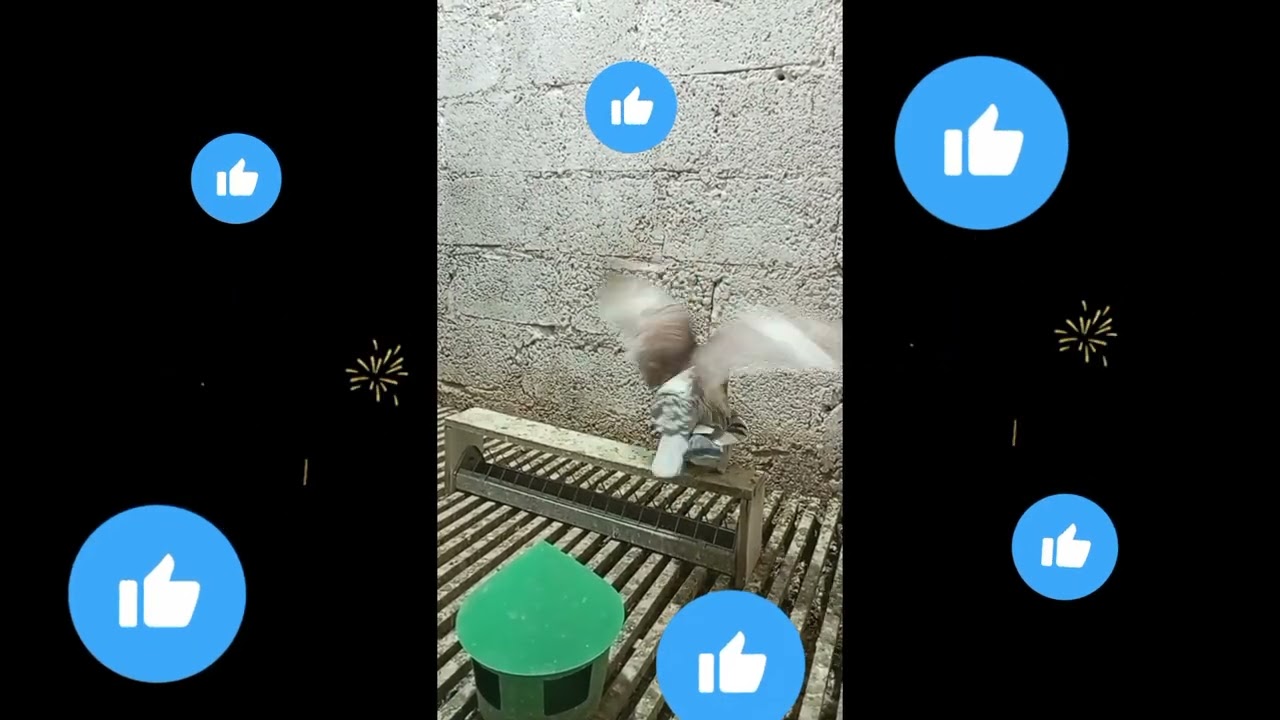 LES PRESENTO LAS PAREJAS DE REPRODUCTORES Y COMO VAN LOS PICHONES 2026
