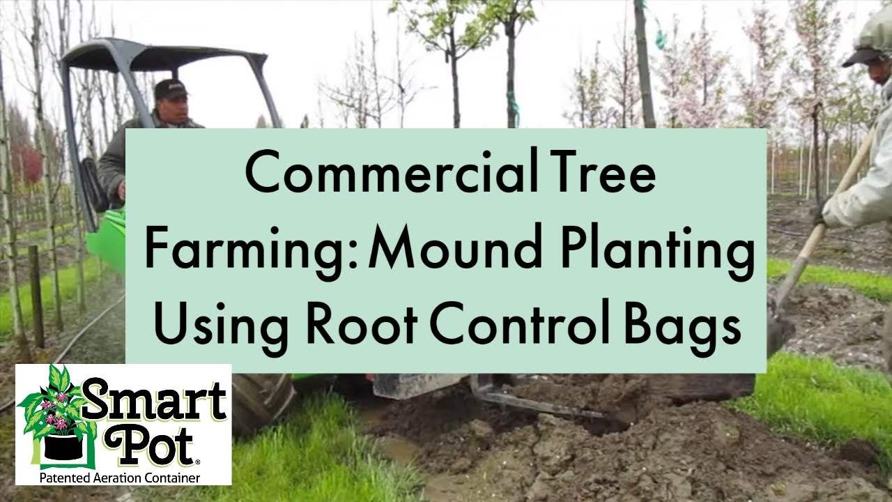 Commercial Tree Farming; Mound Planting Using Root Control Bags