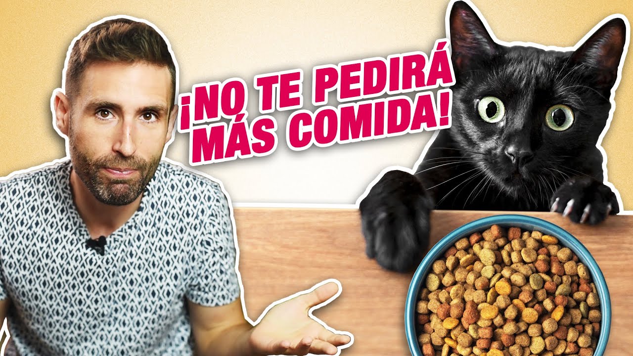 7 CONSEJOS para EVITAR que TU GATO TE PIDA COMIDA 😻🍲 | Gatos que SIEMPRE QUIEREN COMER