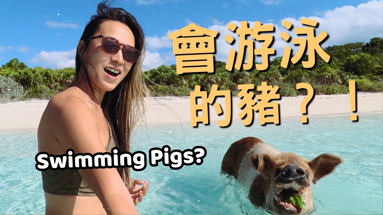 巴哈馬竟然有會游泳的豬？！全家去豬海灘結果情況大失控..