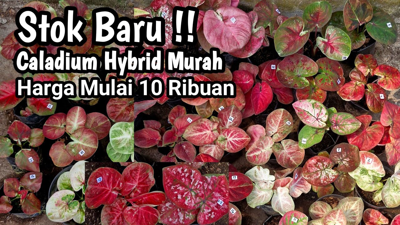 Stok Baru || Caladium Hybrid Murah Part#674