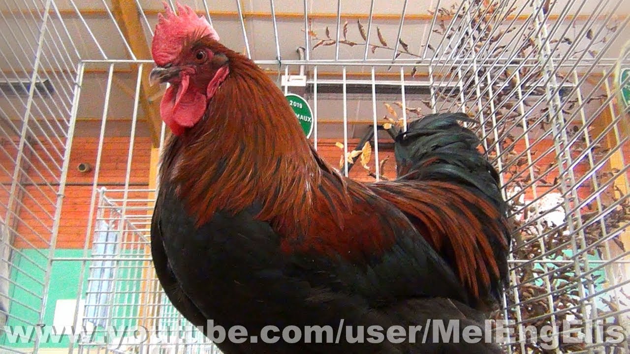 Coq Marans Noir à Camail Cuivré - Neufchâtel-en-Bray 2019