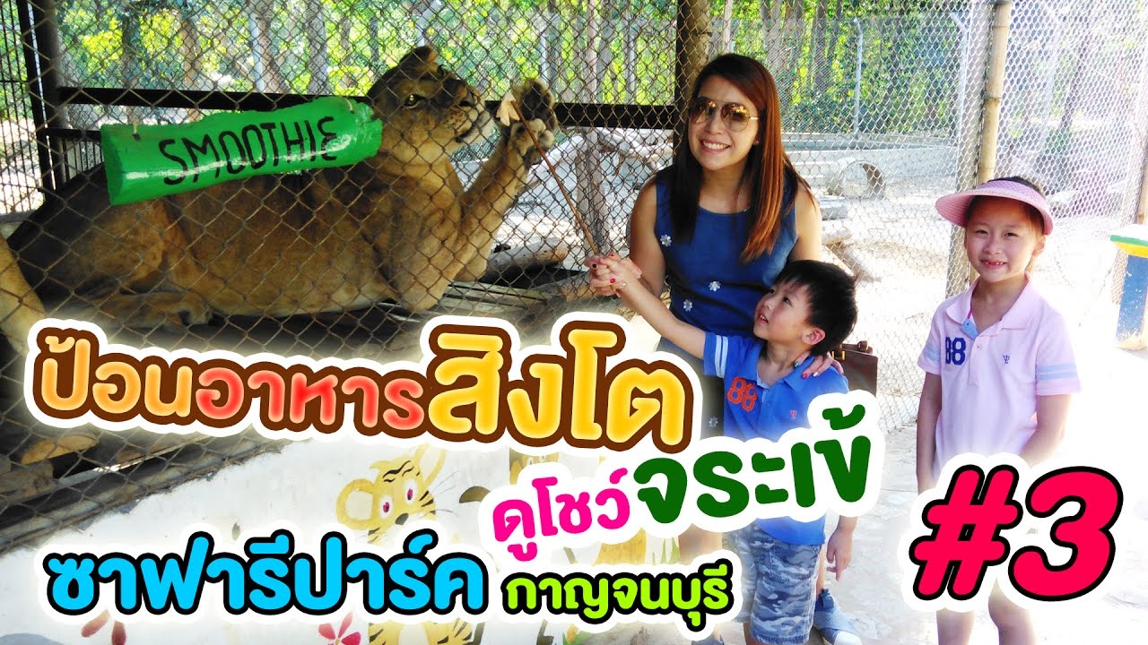 ป้อนอาหารสิงโต ดูโชว์จระเข้ (ซาฟารีปาร์ค กาญจนบุรี#3)