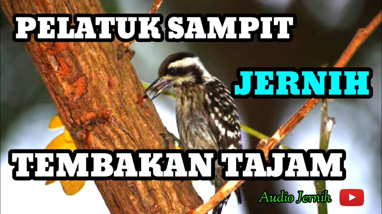 MASTERAN PELATUK SAMPIT GACOR I PELATUK BERAS SUARA JERNIH