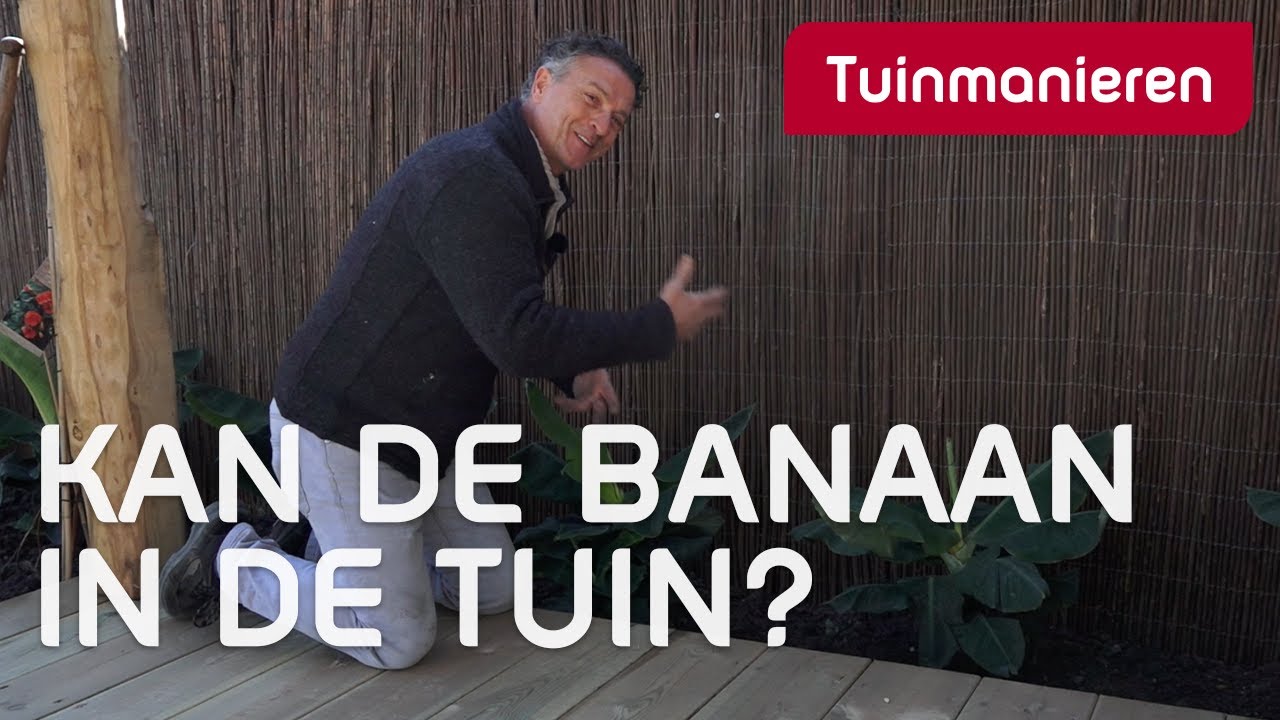 Bananenplant in de tuin? Kan dat? | Tuinmanieren
