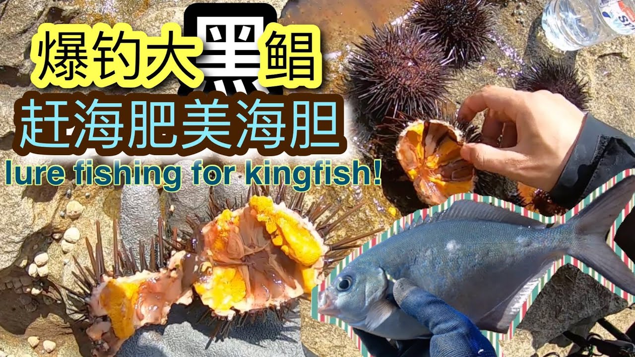 【Jack's Fishing life vlog#32】澳洲悉尼，外海撸king，爆钓大黑鲳🎣🐡🐟🐠 赶海肥美海胆！现开现吃，超美味。😍😍😋😋😝lure fishing for kingfish!