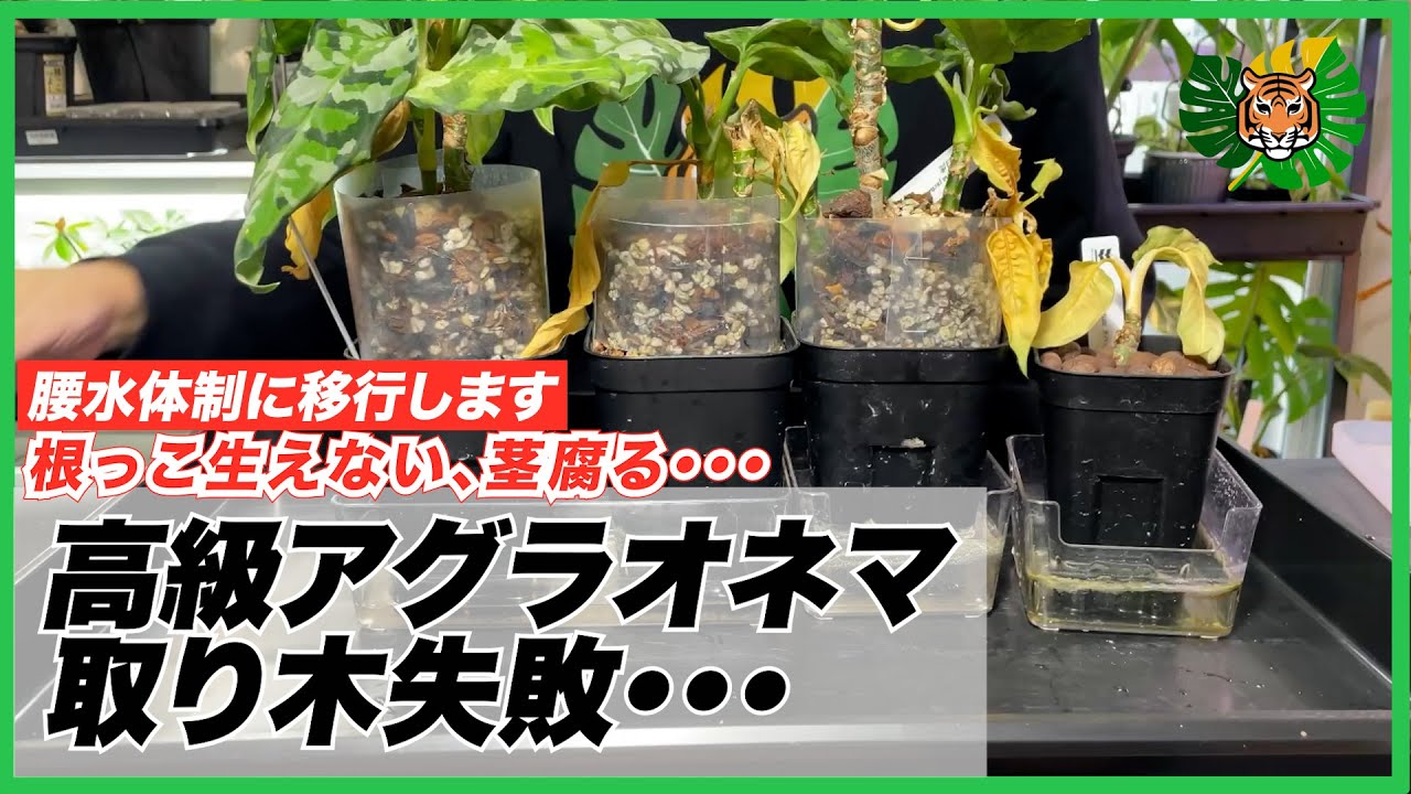 【アグラオネマ】ヤシの木状態になった高級アグラオネマ、アンダマンやディープフォレストなどを取り木したら失敗！！！リカバリーします