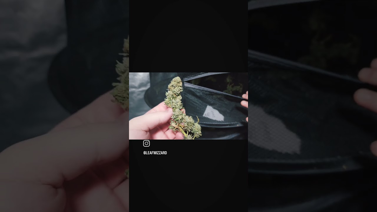 Drying Cannabis Buds: Up-Close Look at Freshly Harvested Nugs! #420 #bud #dry