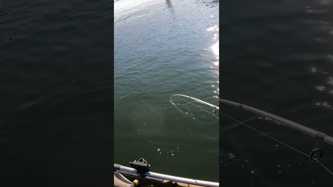 No need for a measurement&hellip;&hellip;&hellip; FLUKE Fishing #kayakfishing #fluke