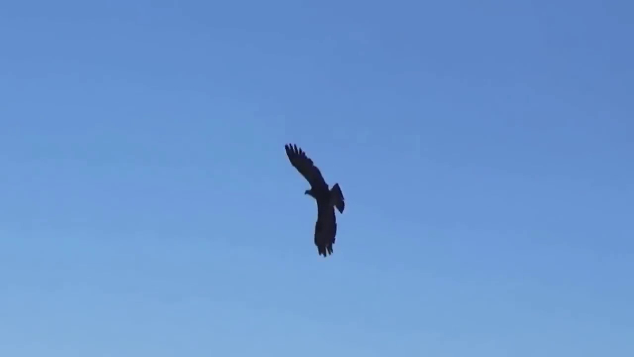 Eagles hunting Mountain goat