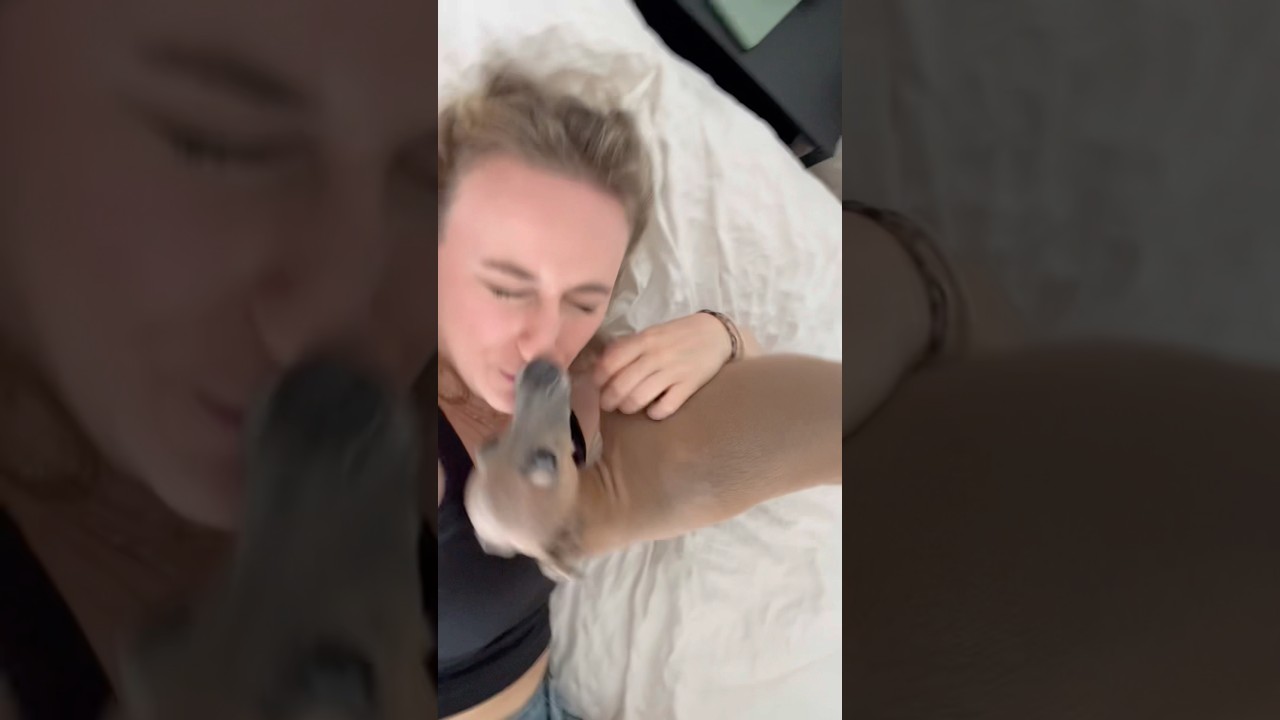 Iggy kisses hit differently❤️❤️❤️❤️❤️ #doggielife #puppy #greyhound #doglife #funny #cute #doggo