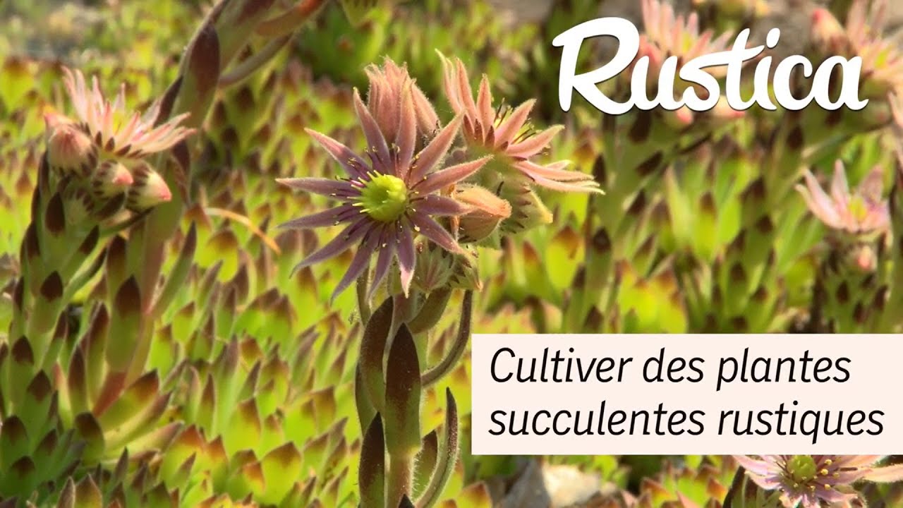Cultiver la joubarbe