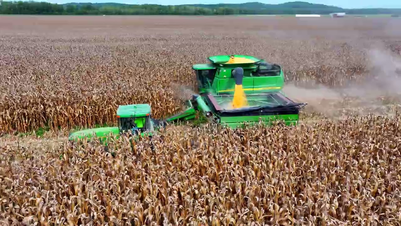 Corn harvest 2023